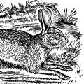 Woodcut rabbit